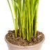 Dypsis Areca Lutescens (Goldpalme) Ø21cm, 100-120cm Bild 6