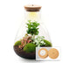 Flaschengarten DIY-Set mit Lampe – 30 cm Höhe Bild 1
