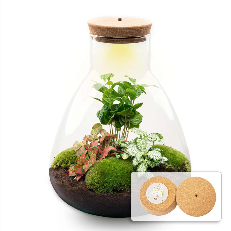 Flaschengarten DIY-Set mit Lampe – 30 cm Höhe
