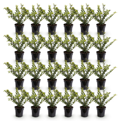 24x Ilex crenata Covenxa - Japanische Stechpalme - Heckenpflanzen - Immergrün - Grün - Topf 9cm - Höhe 20-30cm