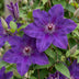 GreenboutiQ: Clematis 'The President' - 2 Purple Flowering Plants, Easy to Care For Bild 3
