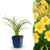Green boutiQ - Stauden - Hemerocallis Stella d'Oro - Tagetes - Bienen- und Schmetterlingsanzieher - Gelb - 1 Pflanze - Topf 11cm - Höhe 15-25cm Bild 1