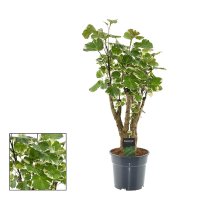 Polyscias Balfouriana Ø17cm - Elegante Zimmerpflanze mit feinen Blättern