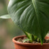 Green boutiQ - Monstera Deliciosa - Fensterblatt - 4 Pflanzen - Topf 12cm - Höhe - 30cm Bild 4