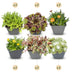 12x - Alpine mix - Ø7cm - ↕10-12cm Bild 1