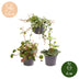 3er Baby Peperomia Mix – Grün, Rot, Tropisch, Ø6cm Bild 5
