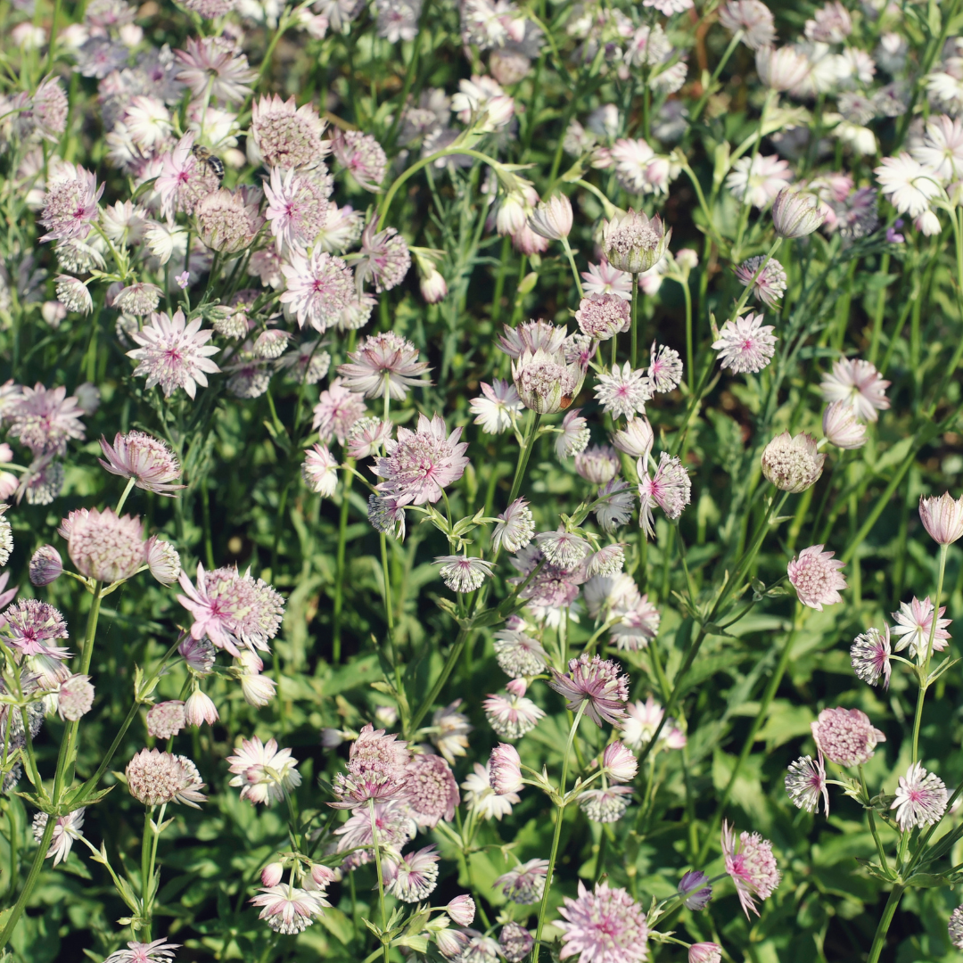 24x Astrantia major - ↕10-25cm - Ø9cm