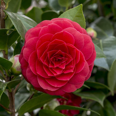 Camellia japonica 'Black Lace' - Immergrüner Strauch, ↨65cm