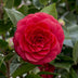Camellia japonica 'Black Lace' - Immergrüner Strauch, ↨65cm Bild 3
