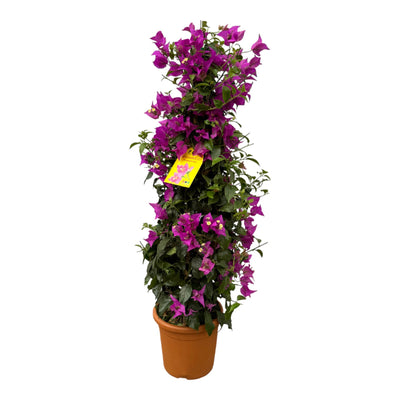 Prachtvolle Pyramiden-Bougainvillea, 80cm, Ø17cm