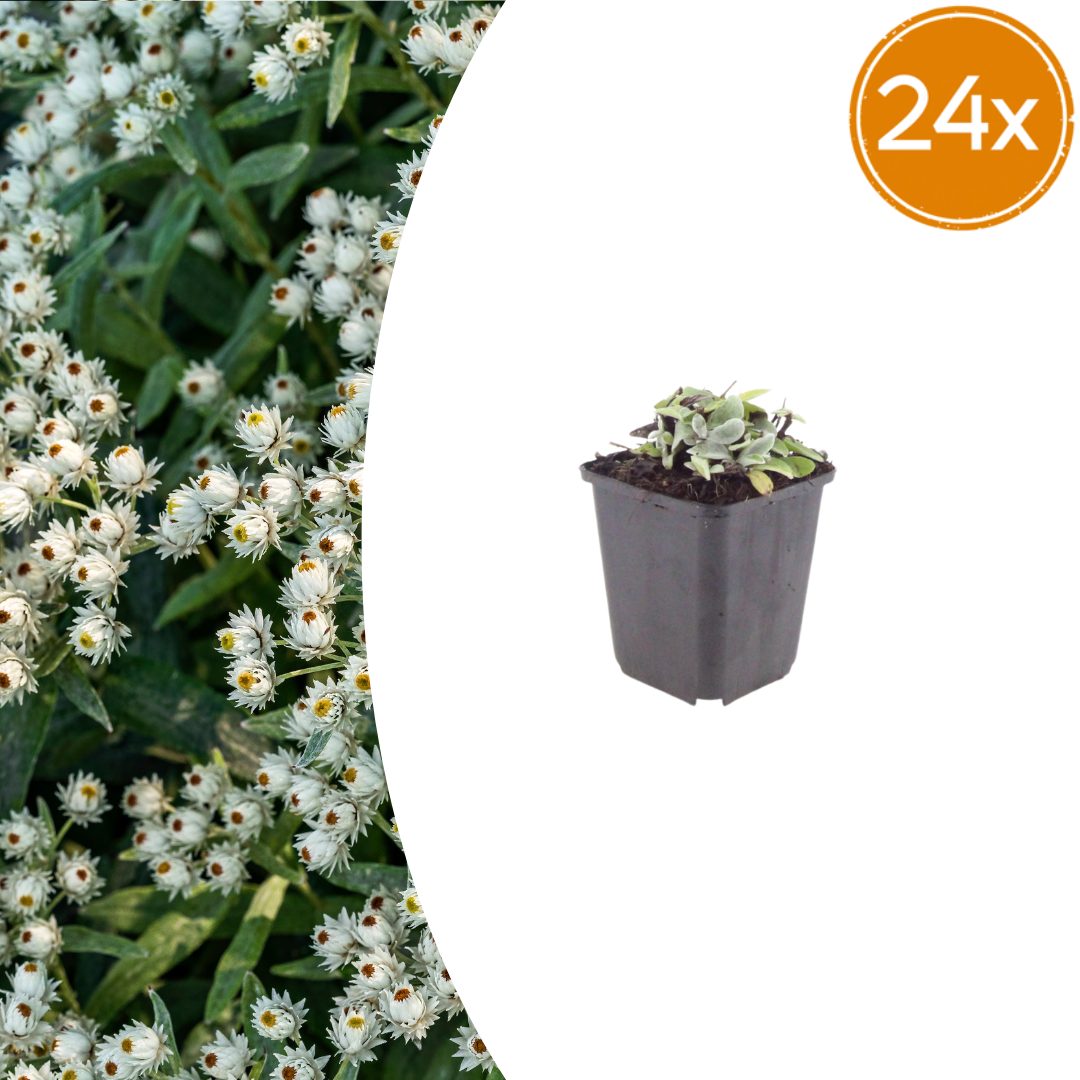 24x Anaphalis triplinervis - ↕10-25cm - Ø9cm