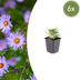 6x Aster frikartii 'Monch' - Staude für Farbe & Bestäuber Bild 1
