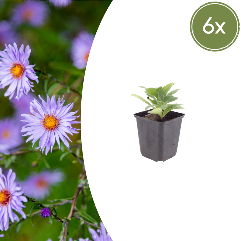 6x Aster frikartii 'Monch' - Staude für Farbe & Bestäuber