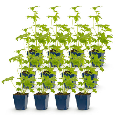 Green boutiQ - Perennial - Delphinium (P) Blue Bird - Larkspur - Bee and Butterfly Attractors - Blue - 12 Plants - Pot 11cm - Height 15-25cm