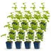 Green boutiQ - Perennial - Delphinium (P) Blue Bird - Larkspur - Bee and Butterfly Attractors - Blue - 12 Plants - Pot 11cm - Height 15-25cm Bild 12