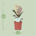Ficus Elastica Tineke - Ø17cm - ↕50cm - Panaschierte Zimmerpflanze Bild 2