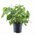 Syngonium Arrow Feel Green – Pflegeleichte Zimmerpflanze im 14cm Topf Bild 1