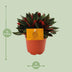 Peperomia Caperata Rosso – Attractive foliage, easy to care for, Ø11cm Bild 2