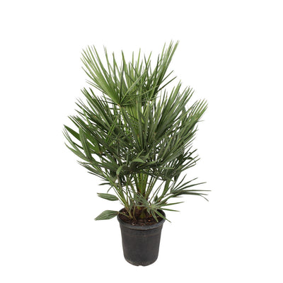 Chamaerops Humilis Zwergpalme - 100cm - Ø21