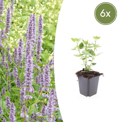 6x Agastache 'Blue Fortune' Staude - Lavendelblau, Duftend, Insektenfreundlich