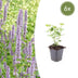 6x Agastache 'Blue Fortune' Staude - Lavendelblau, Duftend, Insektenfreundlich Bild 1