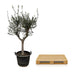 Olivenbaum Olea Europaea, 230cm hoch, Ø45 Topf Bild 4