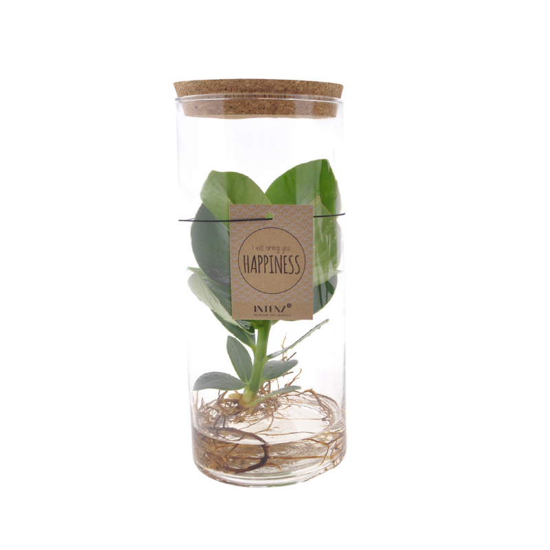 Hydrokultur-Pflanzenmix im Röhrenglas, Medium - Ø12cm, ↕30cm
