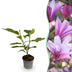 Magnolia Betty: Robuster Strauch mit rosa Blüten, pflegeleicht, 30cm Bild 1
