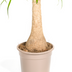 Beaucarnea Recurvata Stamm mit Korb Ø21cm - Pflegeleicht & dekorativ Bild 6