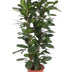 Ficus Cyathistipula: Afrikanischer Feigenbaum Ø27cm, ↕120cm Bild 1