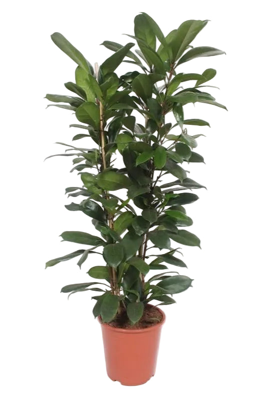 Ficus Cyathistipula: Afrikanischer Feigenbaum Ø27cm, ↕120cm
