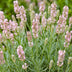 Green boutiQ - Perennials - Lavandula ang. Rosea - Lavender - Fragrances - Pink - 12 Plants - Pot 11cm - Height 15-25cm Bild 5