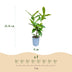 Green boutiQ - 40x Prunus laur. Novita - Lorbeer-Kirsche - Heckenpflanzen - Immergrün - Grün - Topf 9cm - Höhe 25-35cm Bild 4