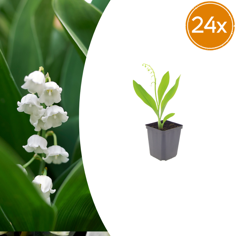24x Lily of the Valley (Convallaria majalis) 10-25cm Ø9cm