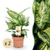 Green boutiQ - Zimmerpflanzen - Diefenbachia Compacta - Dieffenbachia - Pflegeleicht - Bunt - 2 Pflanzen - Topf 17cm - Höhe 45-50cm Bild 1