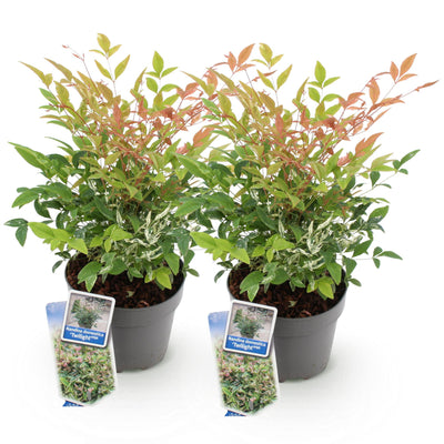 Nandina Twilight: 2er Set Immergrüner Strauch, 45cm