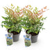 Nandina Twilight: 2er Set Immergrüner Strauch, 45cm Bild 2