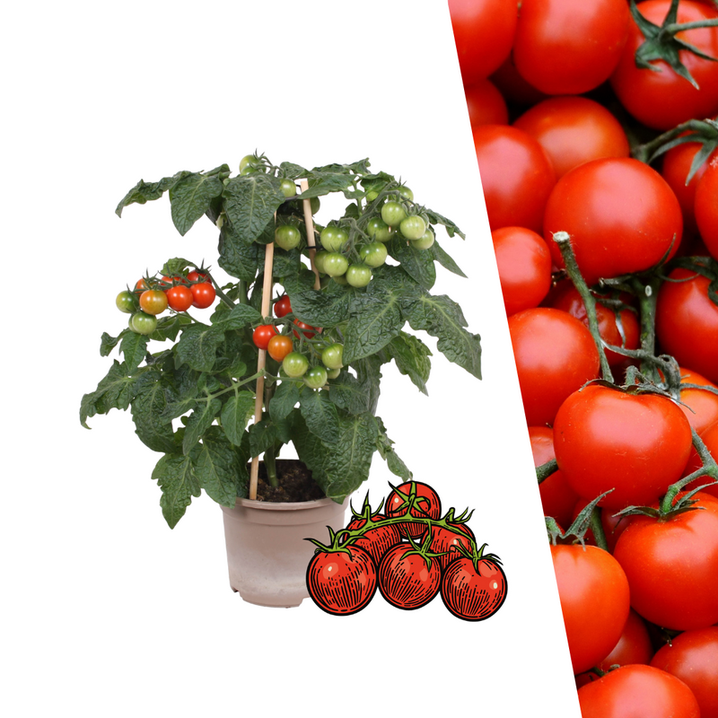Cherry Tomato Plant in 14cm pot, 45cm high - Sweet Harvest!