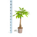 Money Tree Pachira Aquatica in Ø19cm pot, 70-90cm Bild 2