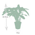 Calathea Flamestar (Pfauenpflanze) 19cm Topf, 75cm hoch Bild 2