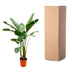 Strelitzia Augusta XXL - 250cm - Weiss - Weisser Paradiesvogel Bild 5
