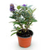 Buddleja Davidii Butterfly Candy Little Lila: Schmetterlingsstrauch kompakt, lila Bild 2