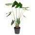 Alocasia Zebrina, Zimmerpflanze - 130 cm, Topfdurchmesser 32 cm Bild 1