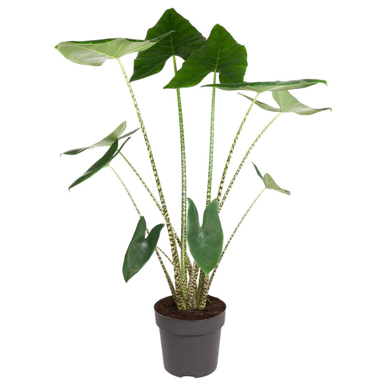 Alocasia Zebrina, Zimmerpflanze - 130 cm, Topfdurchmesser 32 cm