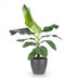 Bananenpflanze Musa acuminata Dwarf Cavendish im Topf (70-75cm) Bild 2