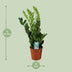 Zamioculcas Zamiifolia Pflanze, Ø17cm Topf, 65cm hoch Bild 2