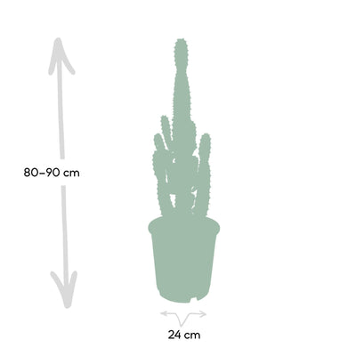 Euphorbia Ingens (Kaktus) Ø24cm, ↕60-80cm – Exotische Deko für Ihr Zuhause