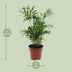 Mexikanische Bergpalme (Chamaedorea Elegans) – 40cm Zimmerpflanze Bild 2