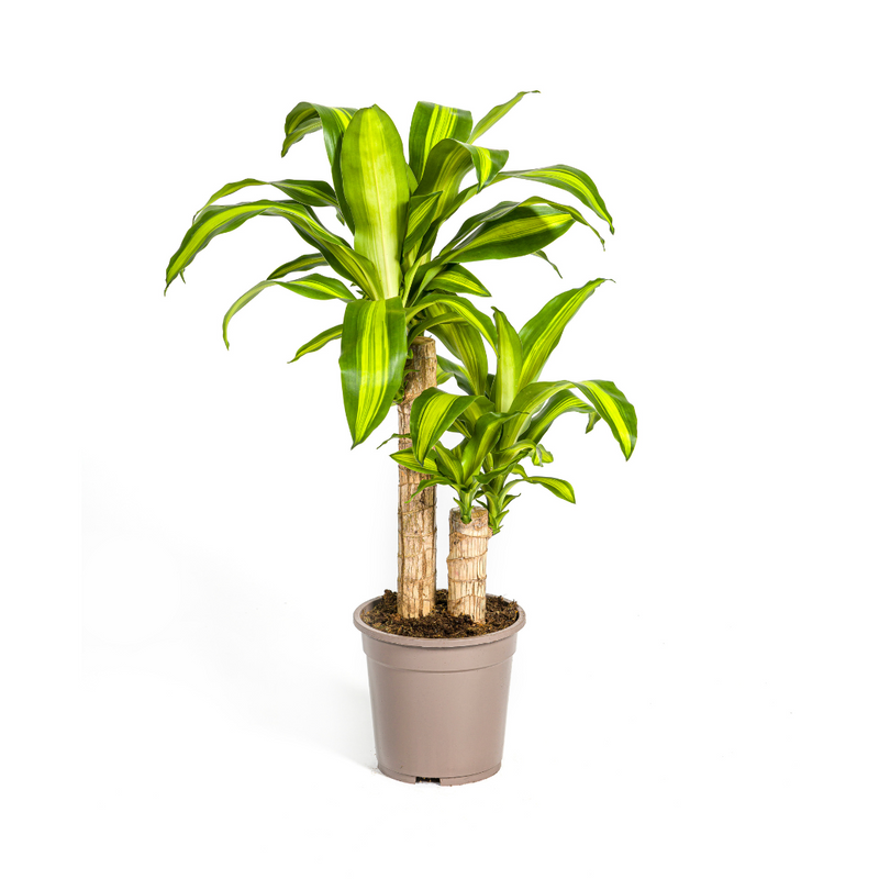 Dracaena Fragrans Massangeana Topf Ø19cm, 70-90cm