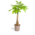 Money Tree Pachira Aquatica in Ø19cm pot, 70-90cm Bild 1